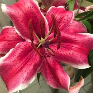 Meet your Posher, Yen